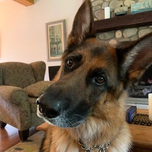 Meet your Posher, Elizabeth